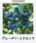 ブルーベリー
